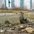 Малый Солнцевский пруд. 2005 год